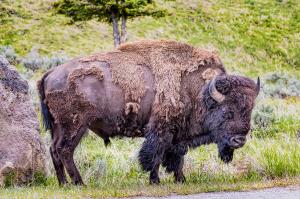 Tips on Visiting Yellowstone National Park